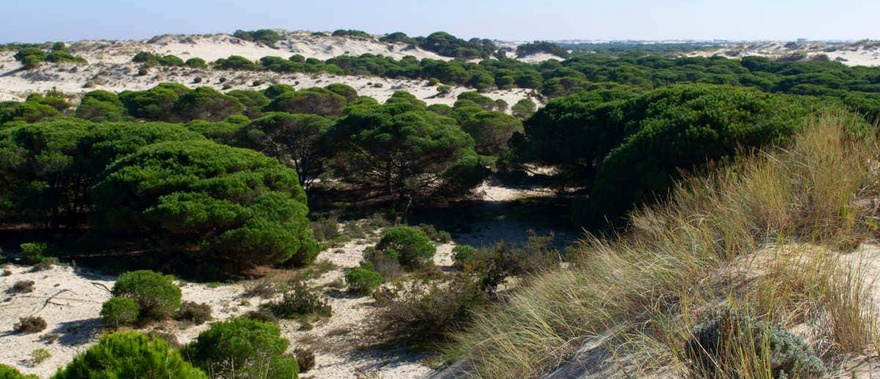Excursión al parque nacional de Doñana desde Sevilla Foto galería 4
