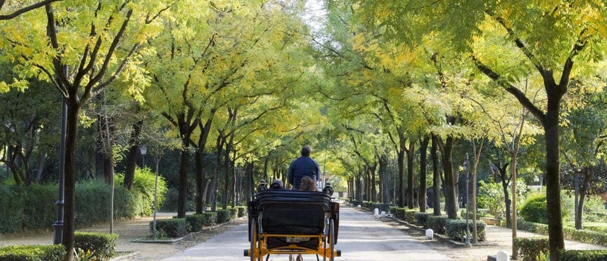 Paseo en calesa por Sevilla Foto galería 4