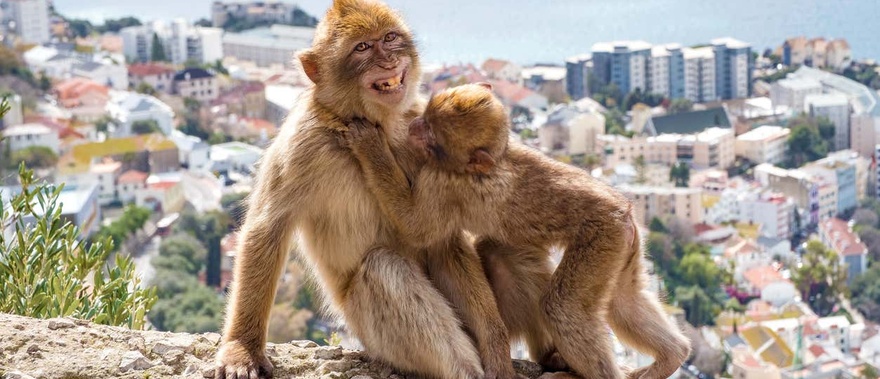 Excursión a Gibraltar desde Málaga Foto galería 4