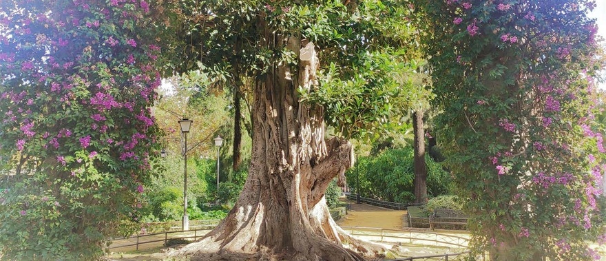 Visita guiada por la Plaza de España y el Parque de María Luisa Foto galería 4