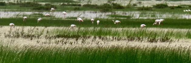 Paseo en coche de caballos por Doñana y El Rocío