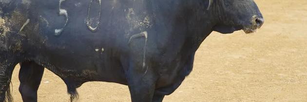 Ruta de toros y vino por el Condado de Huelva