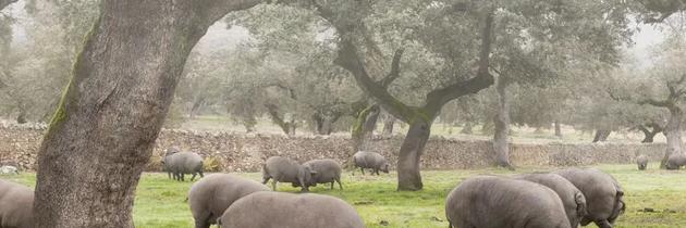 Ruta del jamón ibérico por la Sierra de Aracena