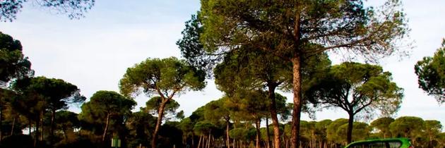 Visita guiada por el Parque Nacional de Doñana